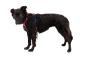 Preview: Ruffwear Hi & Light Harness Alpenglow Pink Gr. XXS Preview: Ruffwear Hi & Light Harness Alpenglow Pink Gr. XXS